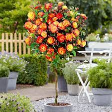 Orange Flowering Patio Rose Trees