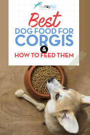 In general, the best way to transition your dog to a new food is to start small. Best Dog Food For Corgis How And What To Feed Corgis
