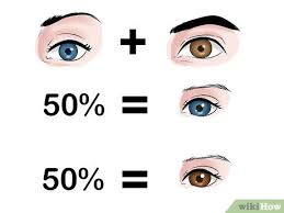 how to predict your baby s eye color