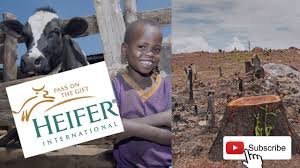 gift giving and heifer international