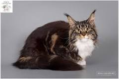 Image result for How Much Does Maine Coon Cats Cost In South Africa