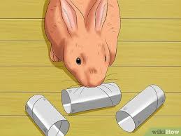 train a rabbit to stop chewing carpet