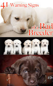 Here are a few things to know about labrador retriever puppies 41 Ways To Spot A Bad Labrador Breeder The Labrador Site