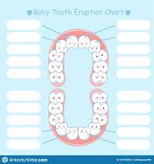 Baby Tooth Eruption Chart Stock Vector Illustration Of