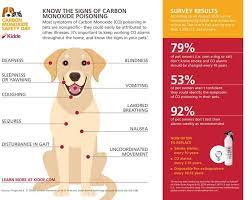 carbon monoxide poisoning in dogs know