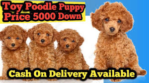 toy poodle puppy down 5000 cash