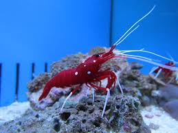 30 pistol shrimp facts that are more