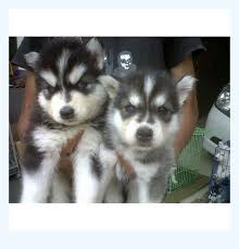 Check spelling or type a new query. Siberian Husky Puppies For Sale Dog Breed