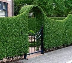 It can cover walls, fences, build hedges and add. 6 Unique Hedge Design Ideas Jimsmowing Com Au