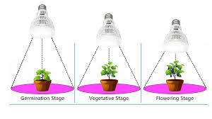 Red light spectrums are ideal for bloom because they encourage budding and a little bit of stretch, encouraging your use an airy growing medium: How Far Should Grow Lights Be From Plants