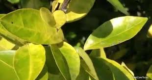 lemon tree leaves turning yellow