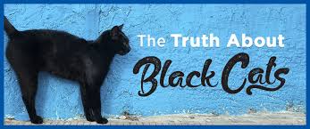 black cat myths and facts debunked