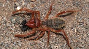 Learn about spider webs and how spiders produce. Camel Spiders Murderous Speed Demons Of The Desert Howstuffworks
