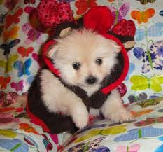 The maltipom has adorable triangular ears that often point upwards. Pomeranian Maltese Mix For Sale Florida