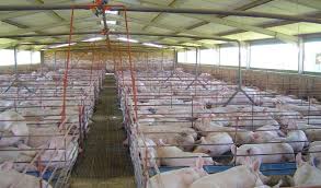 How to Start a Pig Farming Business in Africa - Motivation Africa
