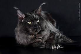 We did not find results for: Nebraskcoons Maine Coon Cats Litter E 2