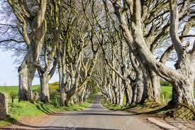 ダークヘッジ、バリーマネー、郡アントリム、北アイルランドのブナの木の大通りは、ファンタジーショーのための人気の撮影場所として紹介の写真素材・画像素材  Image 94979778