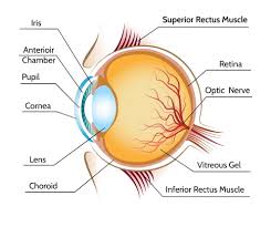 anatomy of the eye eye health nepal