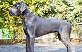 They are known to be devoted, responsive, and loving to their families. Great Dane Breed Characteristics Puppyspot