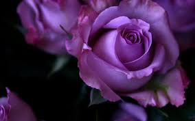 purple rose wallpapers and backgrounds