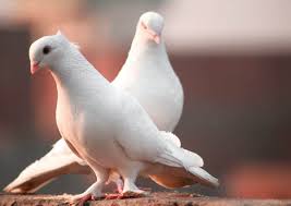 dove and pigeon care world