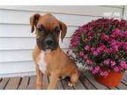 Find your new companion at nextdaypets.com. Puppyfinder Com Boxer Puppies Puppies For Sale Near Me In Grand Rapids Michigan Usa Page 1 Displays 10