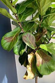 fiddle leaf fig ficus lyrata