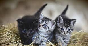Melihat keletah comel kucing memang menyeronokkan. Gambar Anak Kucing Yang Paling Comel Di Dunia