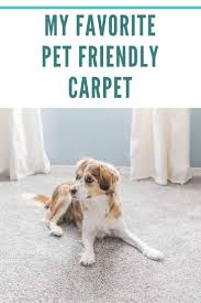 pet friendly carpet domestically speaking