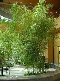 Bamboo Plants Sabambu
