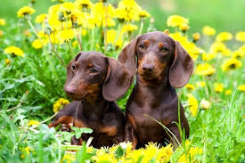 20 dachshund colors you ll love with