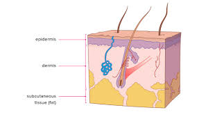 3d cross section of labeled parts of skin epidermis, dermis and subcutaneous layers on a white background. Layers Of Skin How Many Diagram Model Anatomy In Order