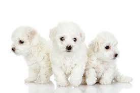 Group of puppies lying against white background Maltese Dog Breed Information