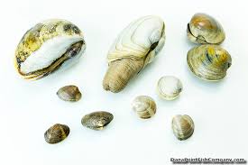Difference Between Hard Shell And Soft Shell Clams Dana