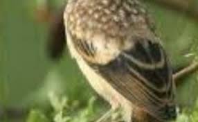 Decu kembang trotol jantan dan betina : Tips Akurat Mengetahui Ciri Ciri Burung Decu Jantan Dan Betina Kicau Mania Cute766