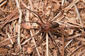 Brown Recluse Spider Fact Vs Fiction