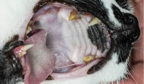 Two types of tooth extractions. Dental Disease In Cats Petcoach
