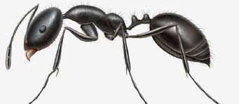 how to get rid of little black ants