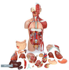 There are around 650 skeletal muscles within the typical human body. Scoope Axis Scientific Dual Sex Muscled Human Torso Model
