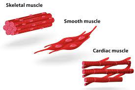 Learn vocabulary, terms and more with flashcards, games and other study tools. Muscle Structure Muscle Under The Microscope Science Learning Hub