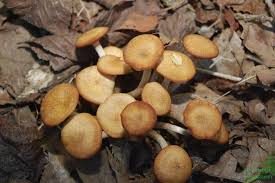 Amillaria Tabescens Oklahoma Mushroom Id Request