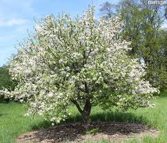 plum leaved crabapple m prunifolia