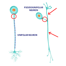 the neuron external structure and