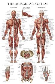 Muscular System Anatomical Poster Laminated Muscle Anatomy Chart Double Sided 18 X 27