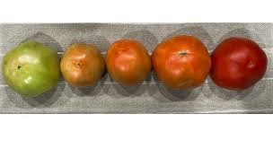pick tomatoes at color break