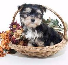 Teacup Miniature And Toy Size Yorkies Yorkshire Terrier