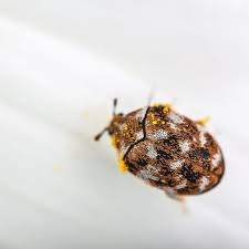 carpet beetle control eco pest