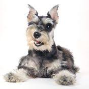 (aus) hide this posting restore restore this posting. Miniature Schnauzer Puppies For Sale Perfect Puppy Match Vip Puppies