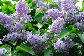 It requires full sun and moderate water to grow. 22 Purple Flowers For Gardens Perennials Annuals With Purple Blossoms