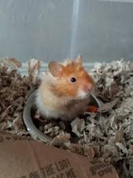 are hamsters good pets for kids age